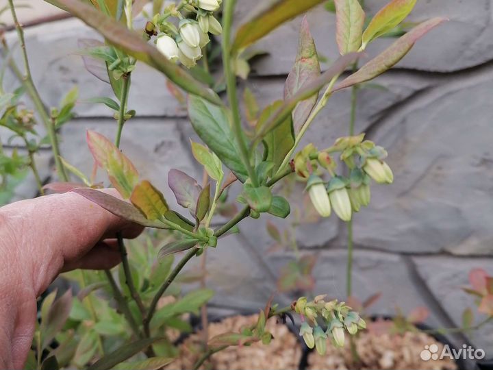 Голубика Блюкроп