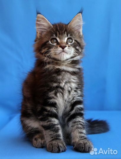 Котята мейн-кун