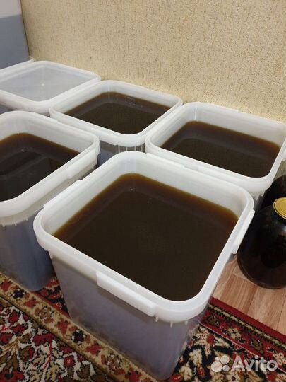 Дягиль качка 2023 только опт