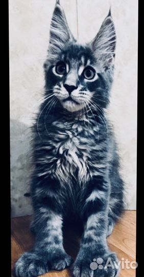 Мейнкун полидакты и классики котята и вязка