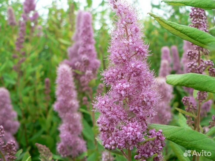 Спиреи для клумб и зеленой изгороди