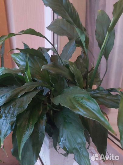 Спатифиллум Женское счастье и щучий хвост