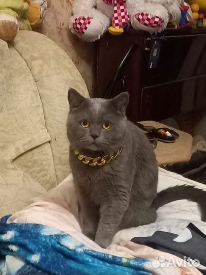 Британский кот для вязки с паспортом