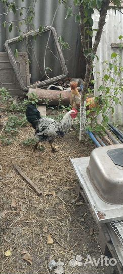 Молодые петушки
