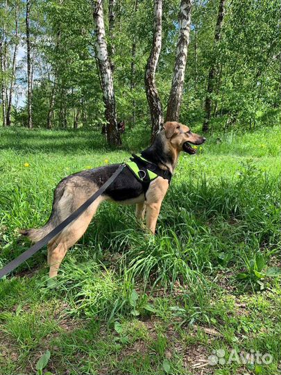 Щенки в дар