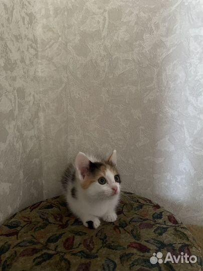 Кошка бесплатно