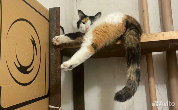 Алиса ищет дом
