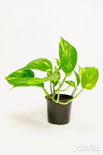 Эпипремнум (сциндапсус ) золотистый