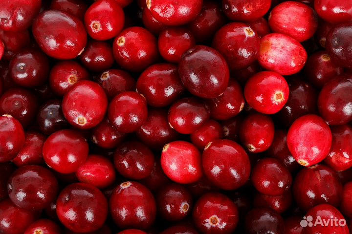 Клюква, черника, грибы