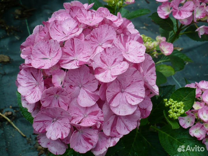 Черенки крупнолистной гортензии