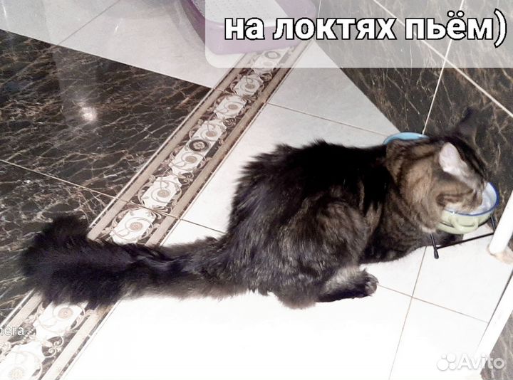 Мэйн кун