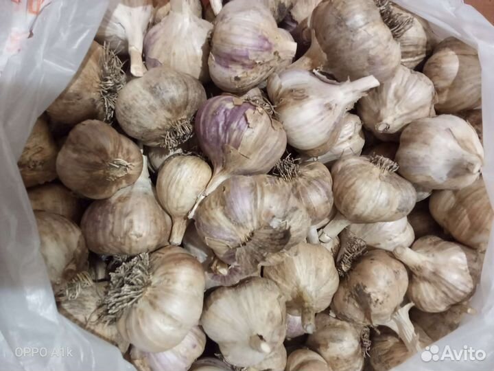 Чеснок из Кошкинского района