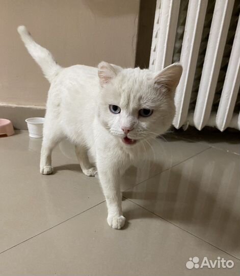 Голубоглазый котик