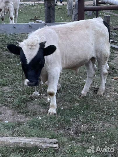 Бык якутской породы