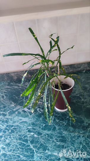 Ростки растений