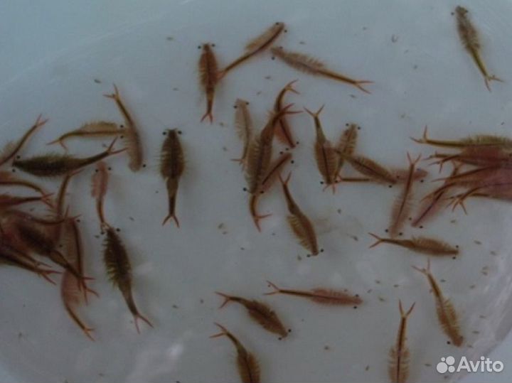 Яйца артемии Раки Армемий