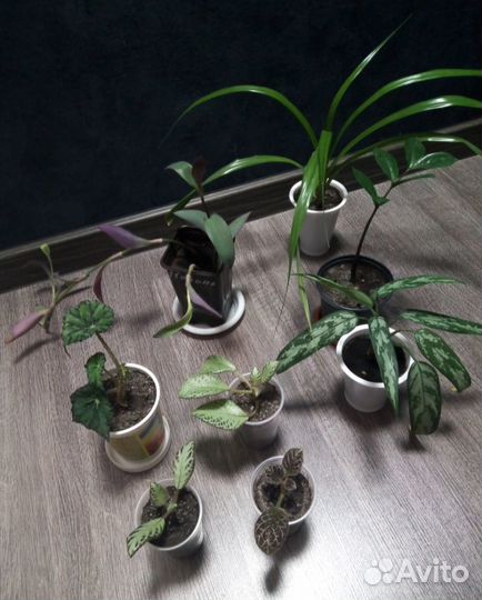 Комнатные цветы: бегония, традесканция фиолетовая