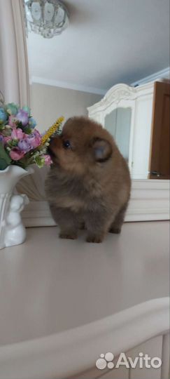 Продаются мини и микро щенки шпица