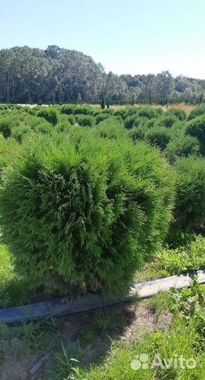 Туя Вудвари