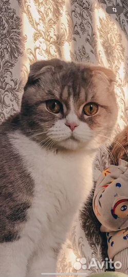 Шотландский вислоухий кот