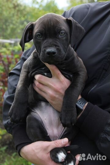 Черный прайтер питбуль