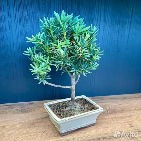 Бонсай Микс