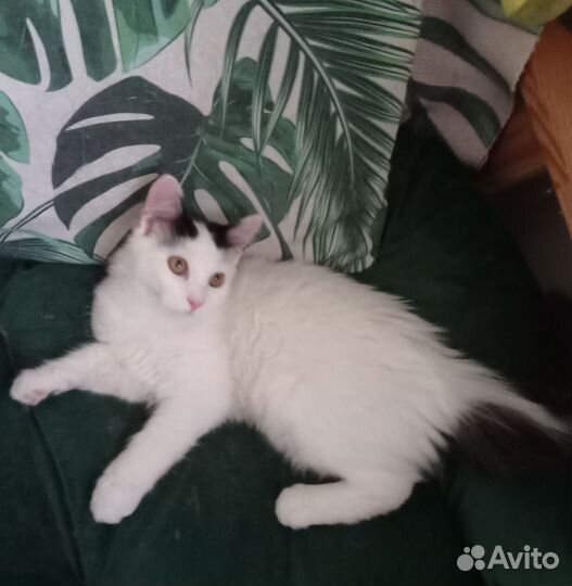 Котенок в дар бесплатно