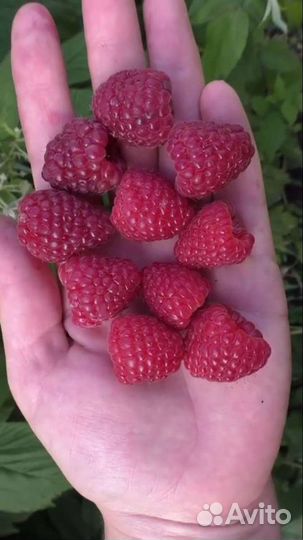 Ремонтантная малина Полька