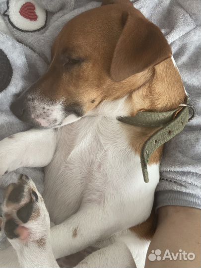 Домашняя передержка собак, кошек