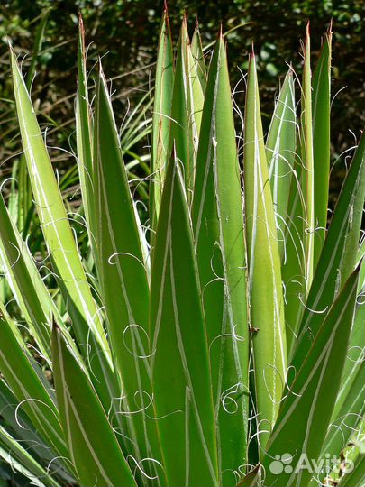 Агава Филифера Нитеносная