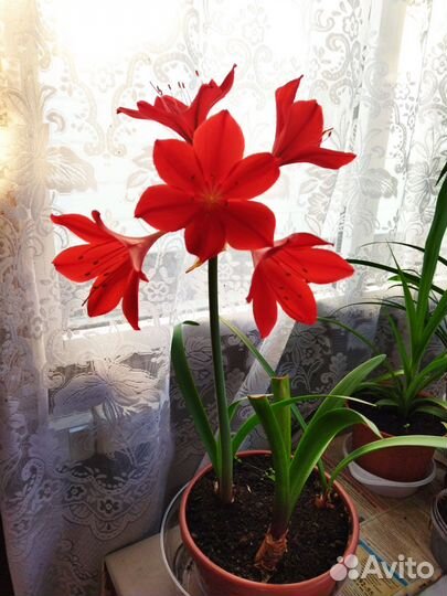 Комнатные цветы