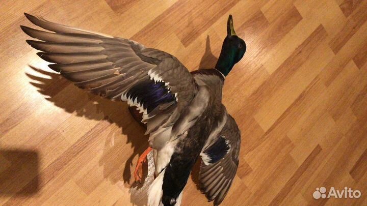 Чучело утки