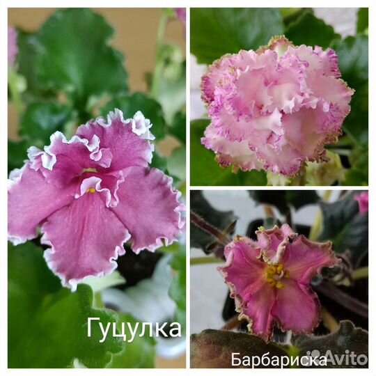 Листовые черенки фиалок