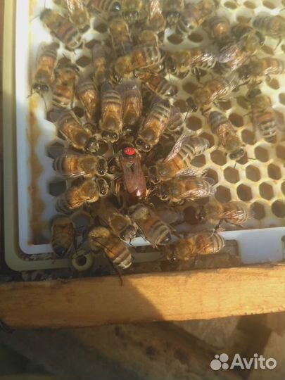 Бакфаст Кордован Пчеломатки F1