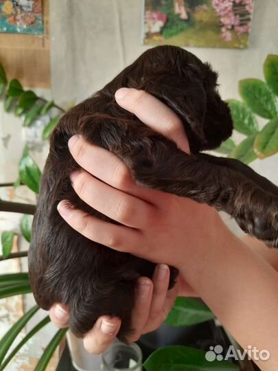 Собака Английский кокер спаниель щенок девочка