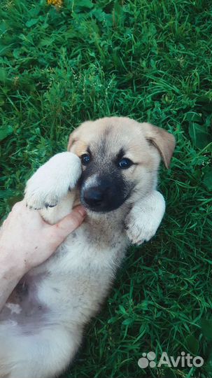 Щенок в добрые руки бесплатно мальчик