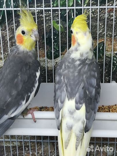Попугай корелла птенцы, клетка