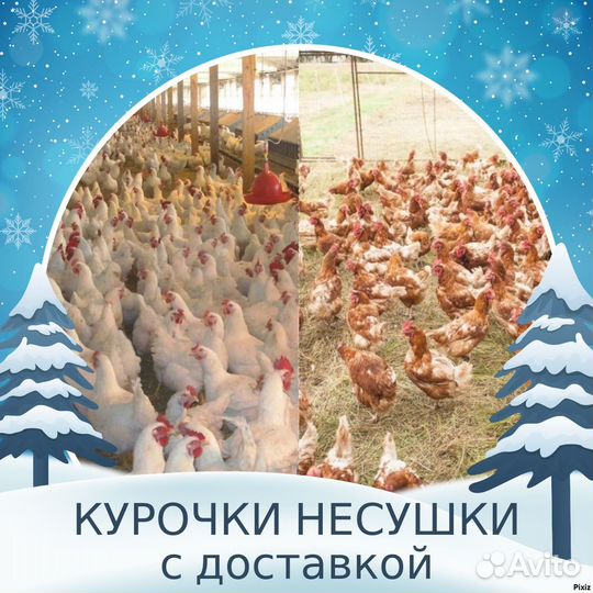 Куры Леггорн и др