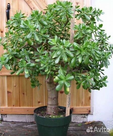 Денежное дерево (толстянка крассула)