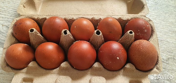 Инкубационное яйцо