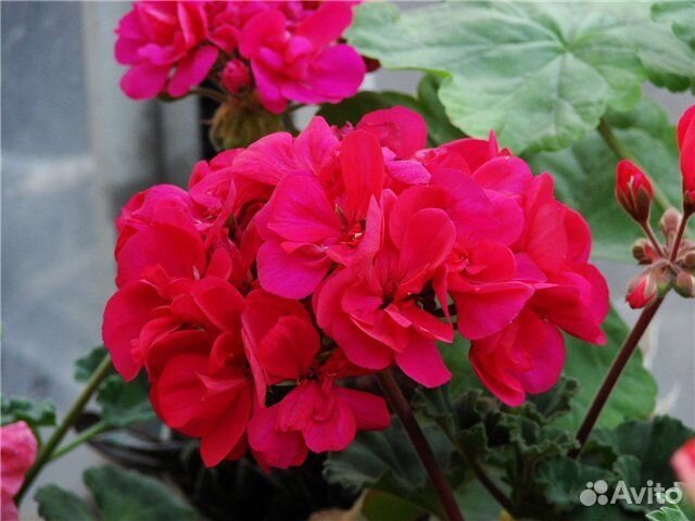 Пеларгония (герань)