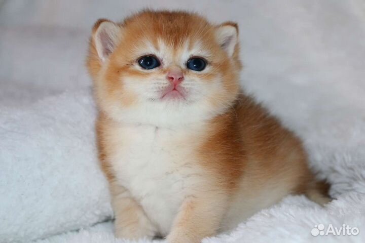 Котята золотые британские шиншилы и голубое золото