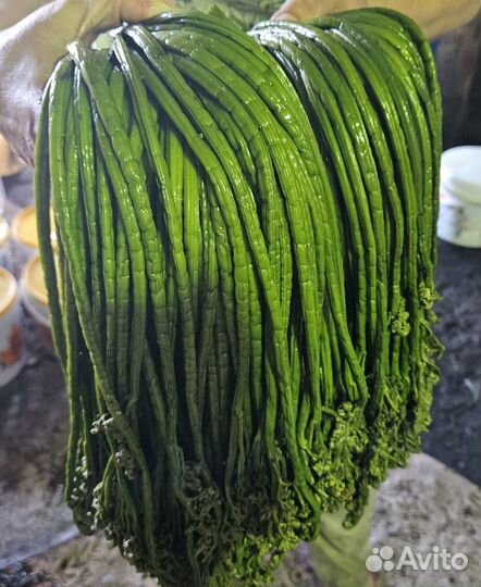 Продаю солёный Папоротник 