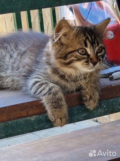 Отдам породистого котенка в добрые руки