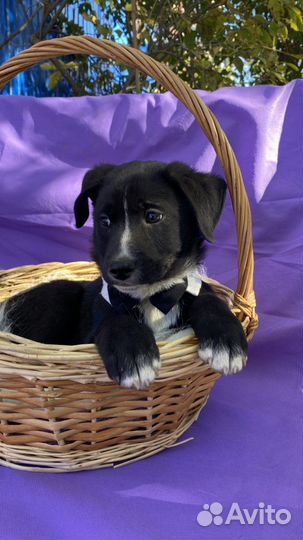 Щенок мальчик