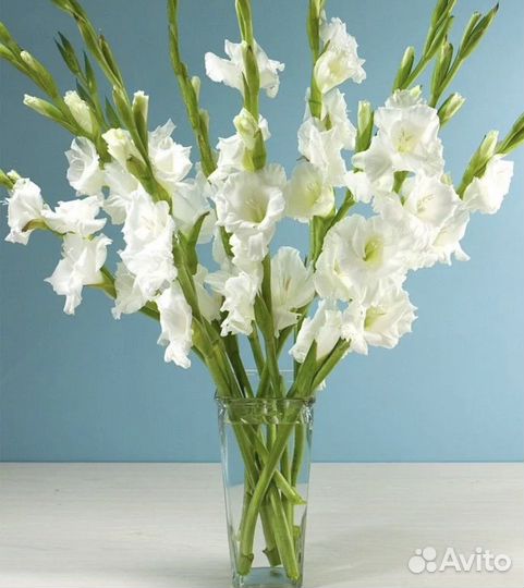 Гладиолусы букет