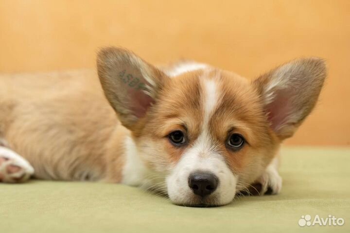 Щенок вельш-корги пемброк