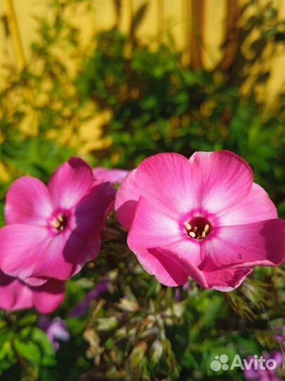 Цветы многолетники