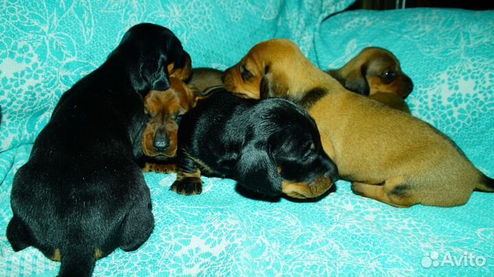 Такса стандарт щенки