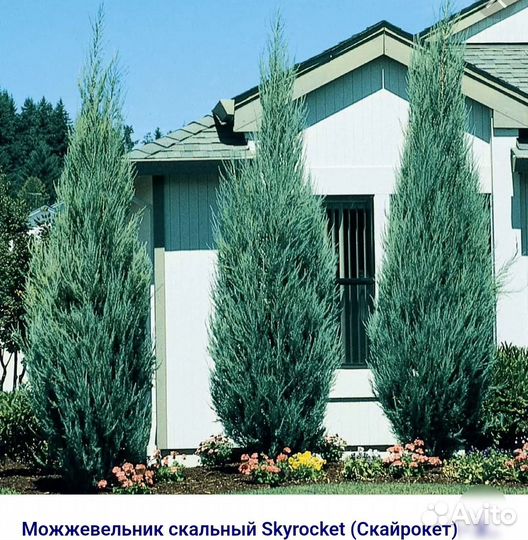 Можжевельник скайрокет, лайм глоу, Блю Эрроу